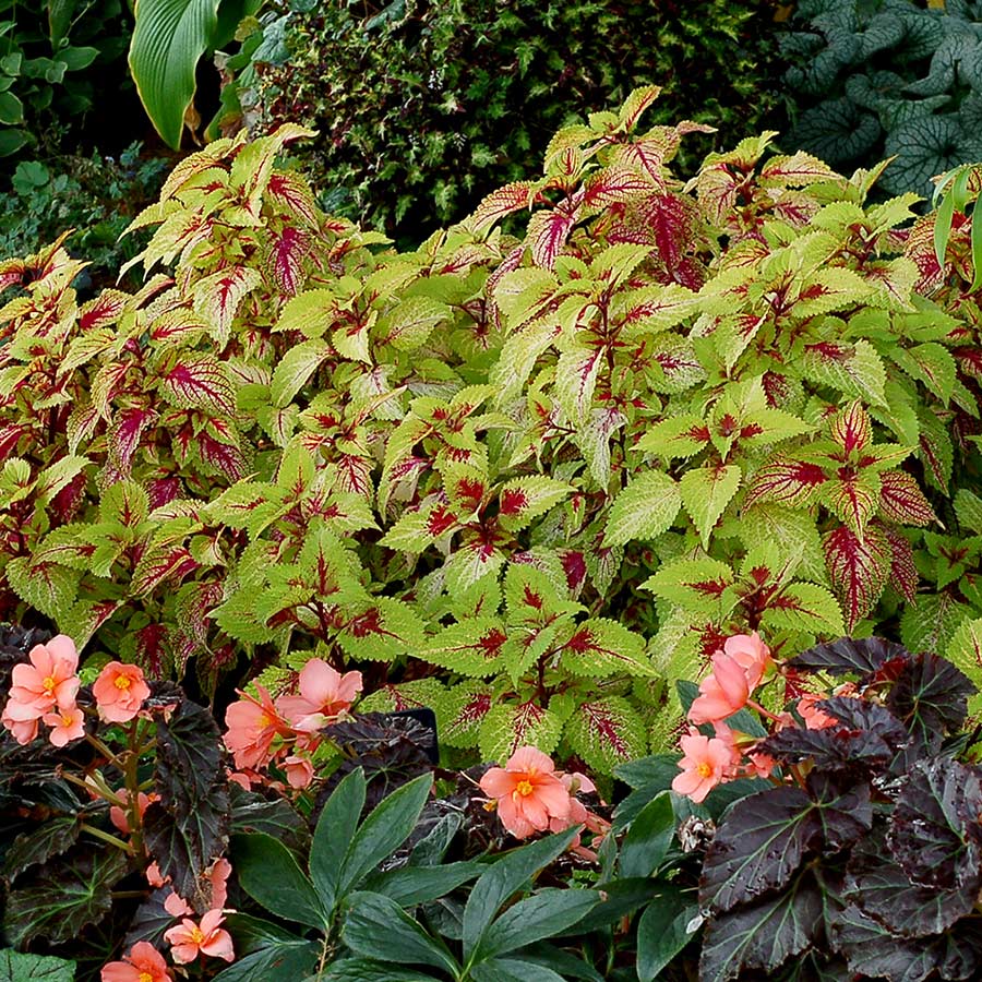 Coleus COLOR CLOUDS™ 'Hottie'