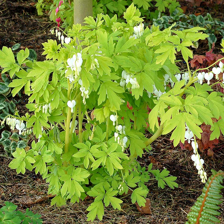 Dicentra 'White Gold'