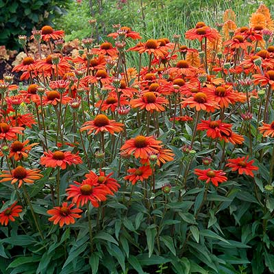 Echinacea KISMET® 'Intense Orange'