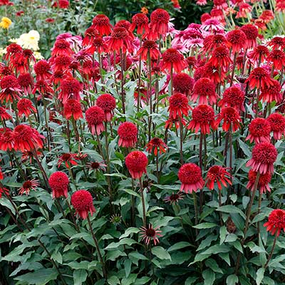 Echinacea 'Meteor Red'