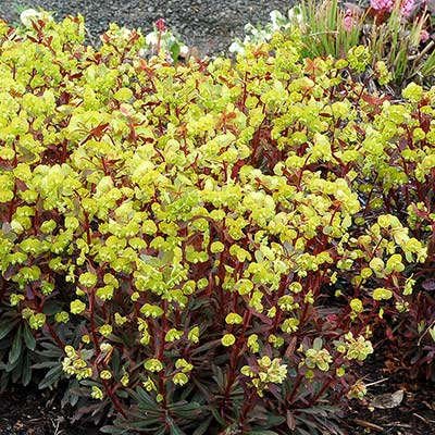 Euphorbia 'Golden Glory'