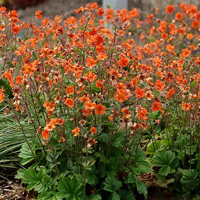 Geum RUSTICO™ 'Orange'