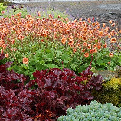 Geum TEMPO™ 'Orange'