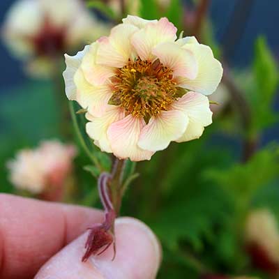 Geum TEMPO™ 'Yellow'