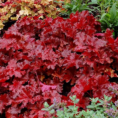 Heuchera FOREVER® 'Red'