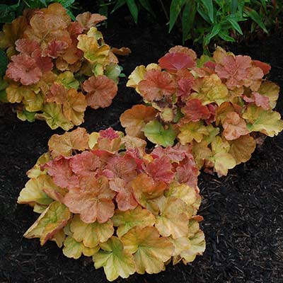 Heuchera NORTHERN EXPOSURE™ 'Amber'