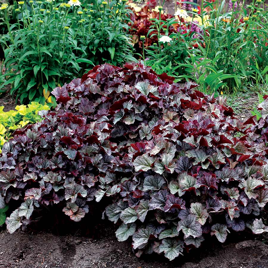 Heuchera NORTHERN EXPOSURE™ 'Silver'