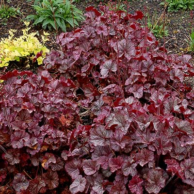 Heuchera NORTHERN EXPOSURE™ 'Silver'