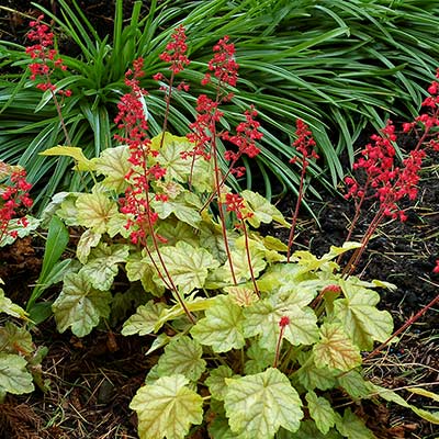 Heuchera 'Tokyo'