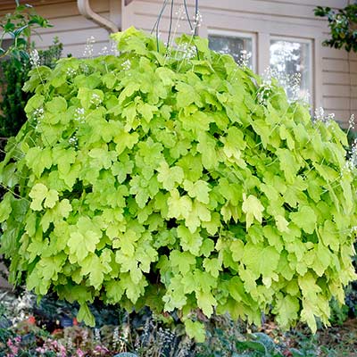 Heucherella HAPPY HOUR™ ‘Lime’