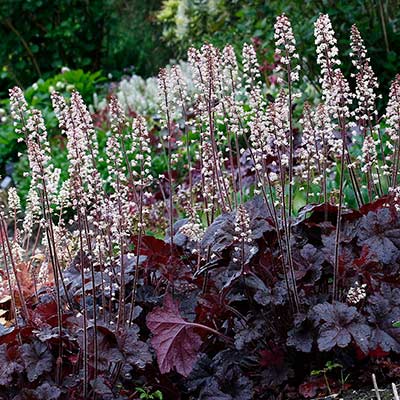 Heucherella 'Onyx'