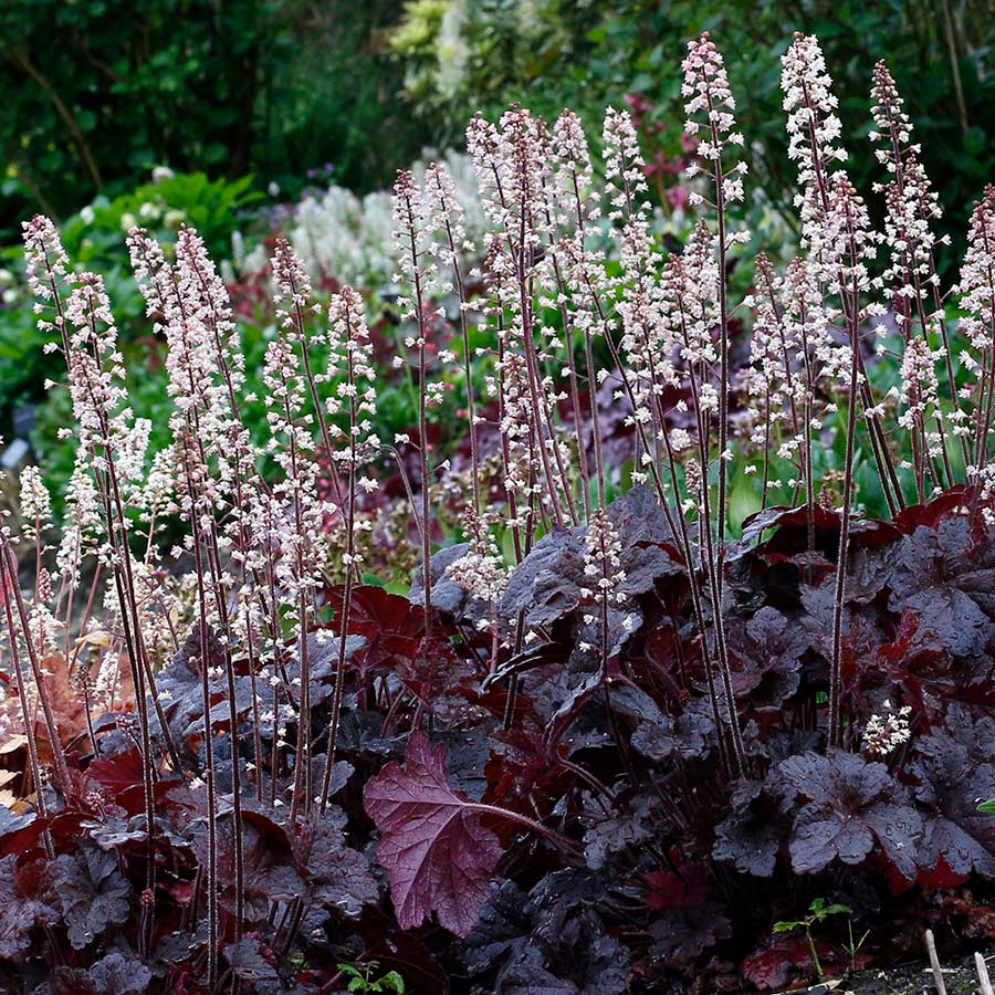 Heucherella 'Onyx'