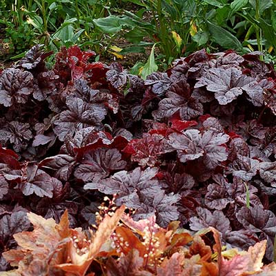 Heucherella 'Onyx'