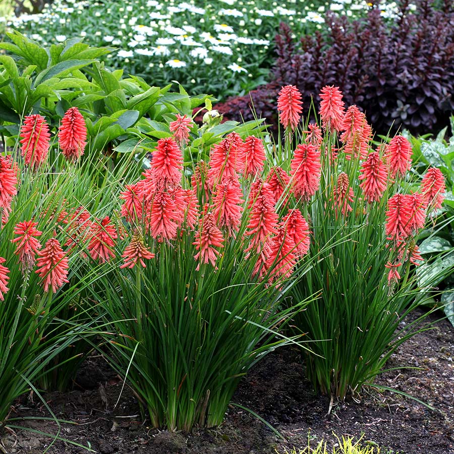 Kniphofia POCO™ 'Red'