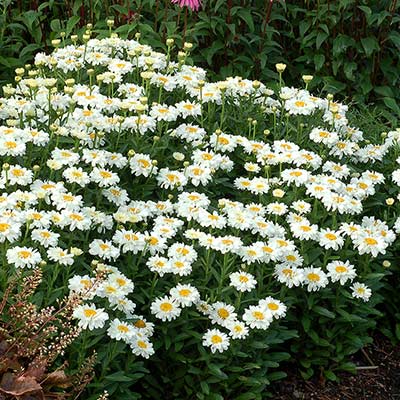 Leucanthemum 'Adorable'