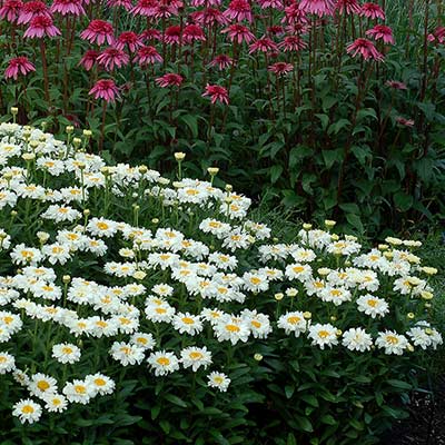 Leucanthemum 'Adorable'