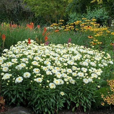 Leucanthemum 'Coconut'