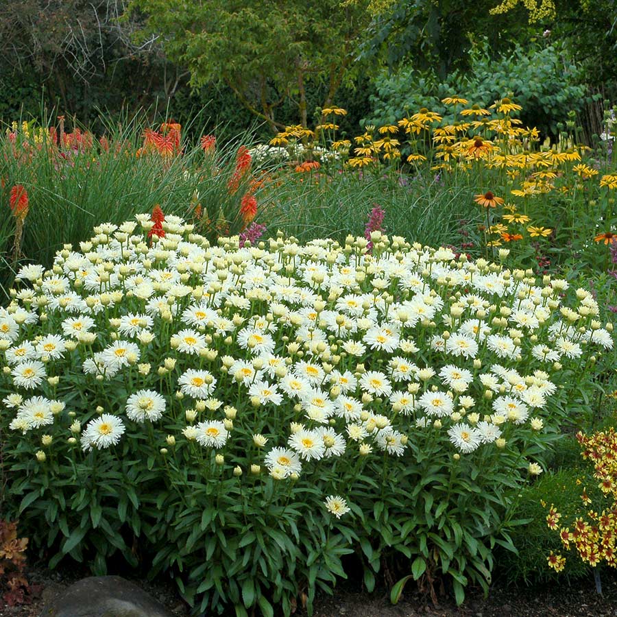 Leucanthemum 'Coconut'