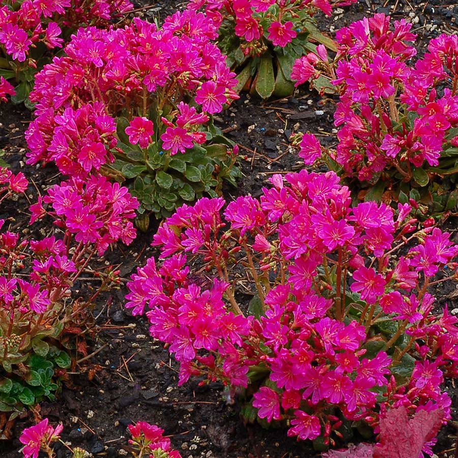 Lewisia CONSTANT™ 'Fuchsia'