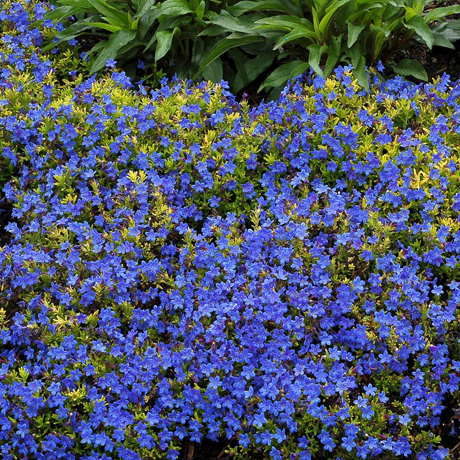 lithodora gold sapphires blue diffusa flowers heavenly plants plant leaves garden rock