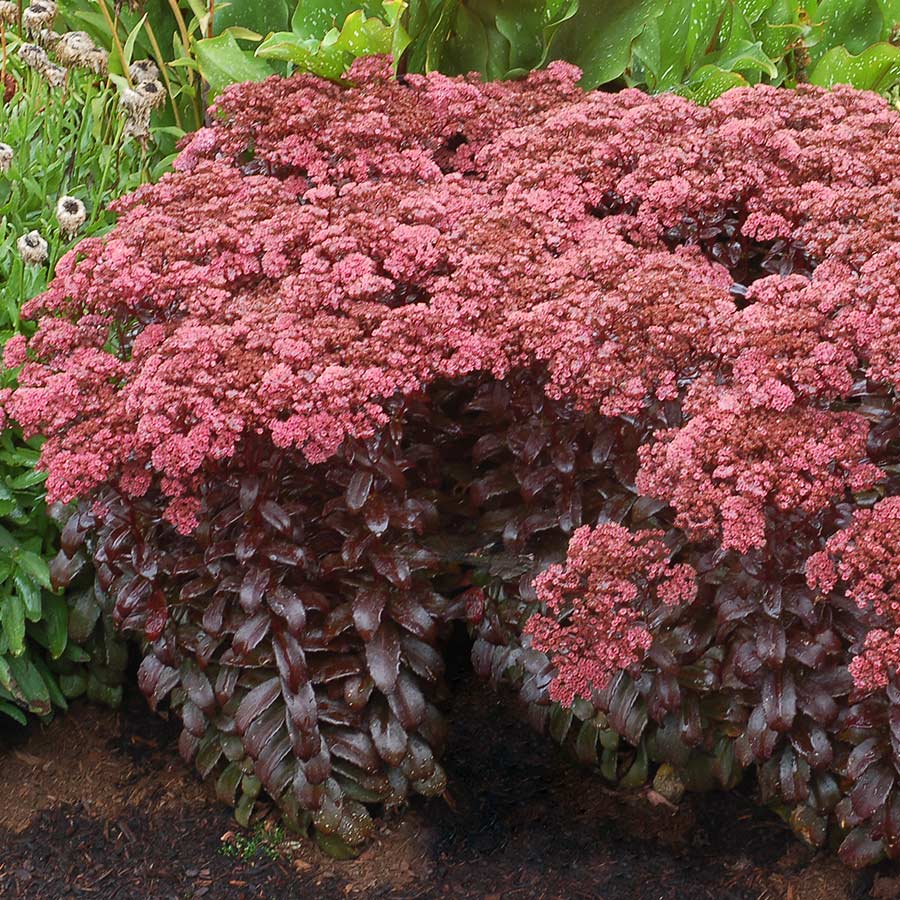 Sedum 'Dark Magic'