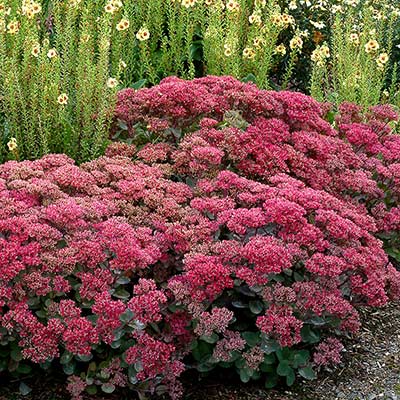 Sedum 'Dynomite'