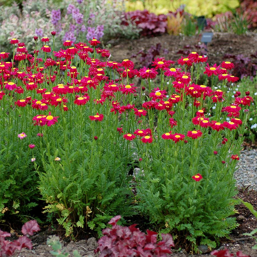 Tanacetum RADIANT™ 'Deep Pink'