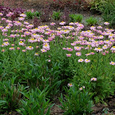 Tanacetum RADIANT™ 'Light Pink'