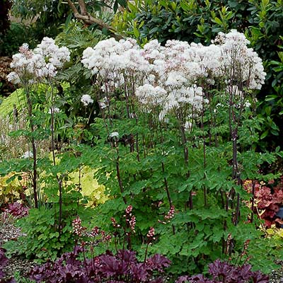 Thalictrum NIMBUS™ 'White'