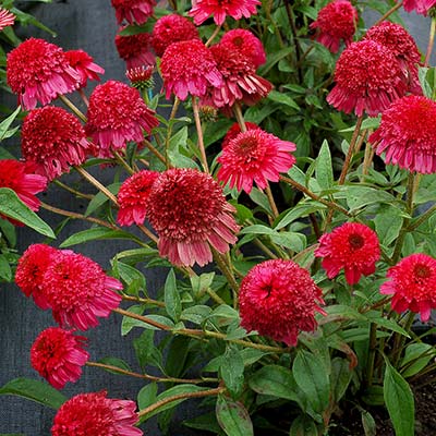 Echinacea PASO DOBLE™ 'Fuchsia'