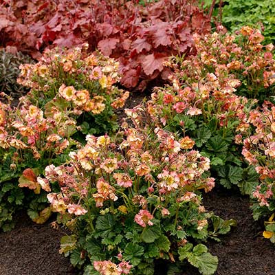 Geum PRETTICOATS™ 'Peach'