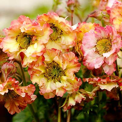 Geum PRETTICOATS™ 'Peach'