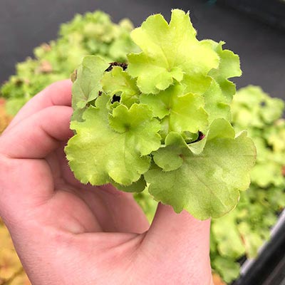 Heuchera 'Lemon Supreme'