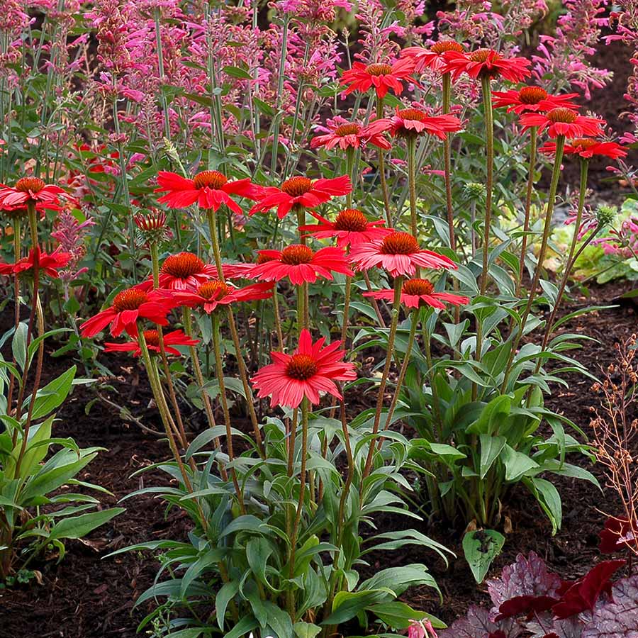 Echinacea KISMET™ 'Red'