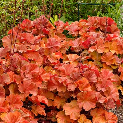 Heuchera NORTHERN EXPOSURE™ 'Amber'