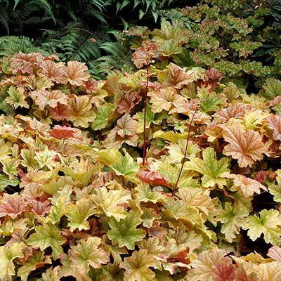 Heuchera 'Topaz Jazz'