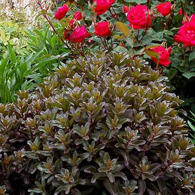 Sedum 'Orbit Bronze'