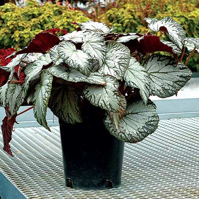 Begonia SILVER™ 'Lace'