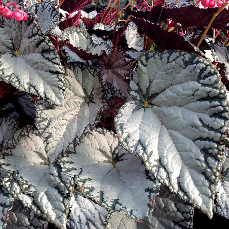Begonia SILVER™ 'Lace'