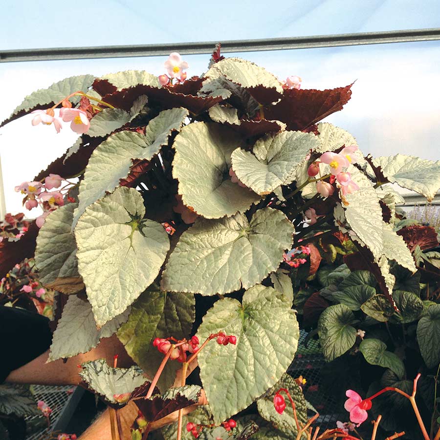 Begonia SILVER™ 'Treasure'