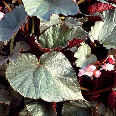 Begonia SILVER™ 'Treasure'