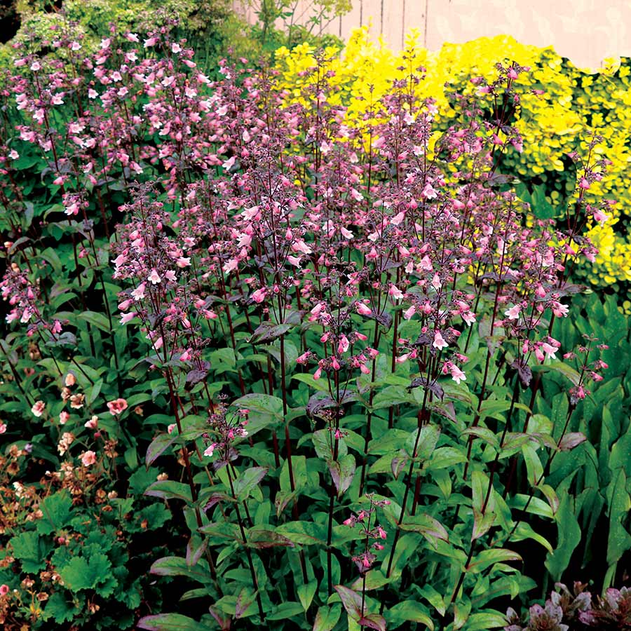 Penstemon DAKOTA™ 'Verde'