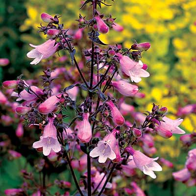 Penstemon DAKOTA™ 'Verde'