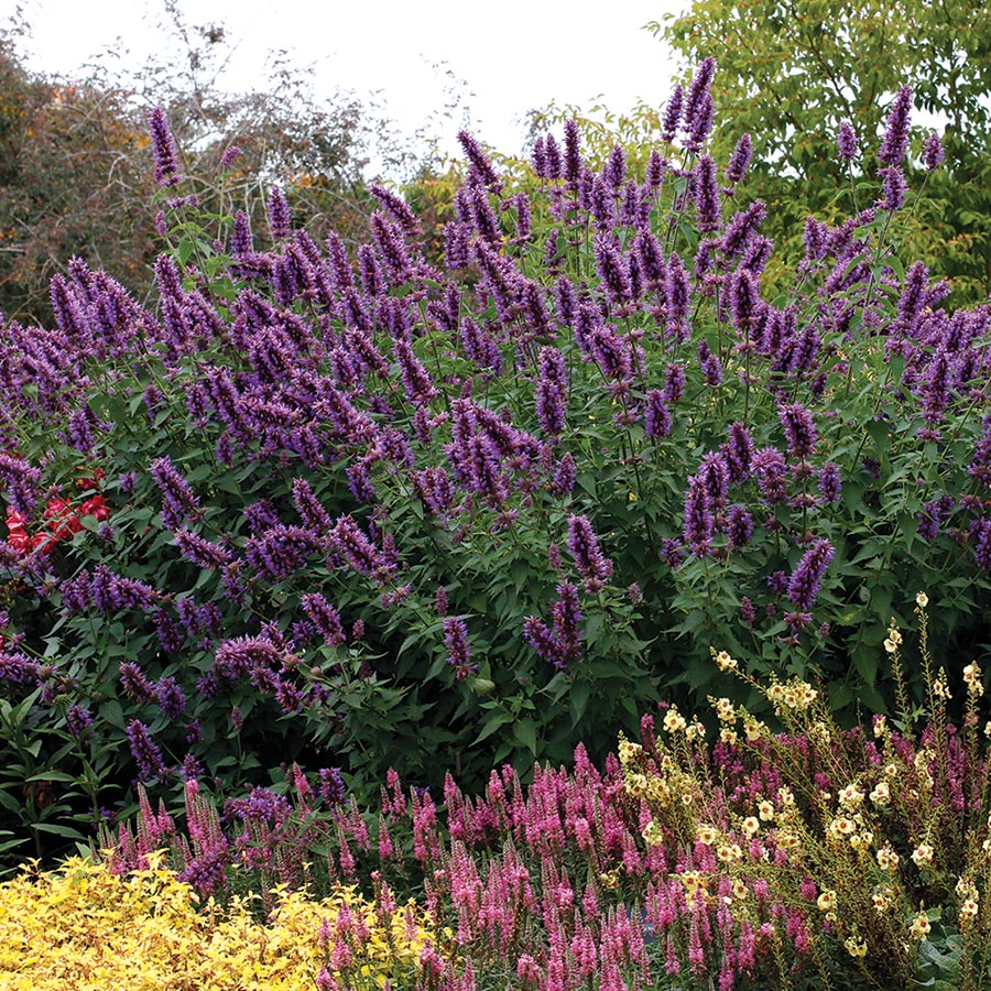 Agastache 'Blue Boa'