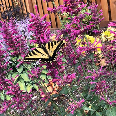 Agastache 'Morello'