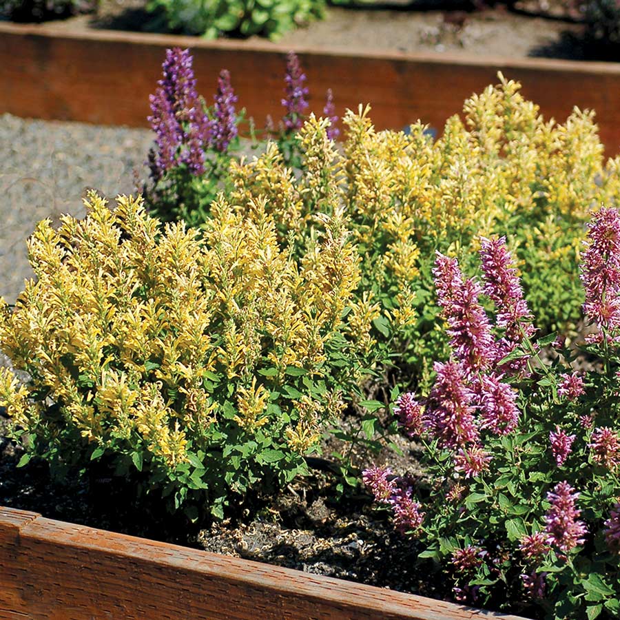 Agastache POQUITO® 'Butter Yellow'