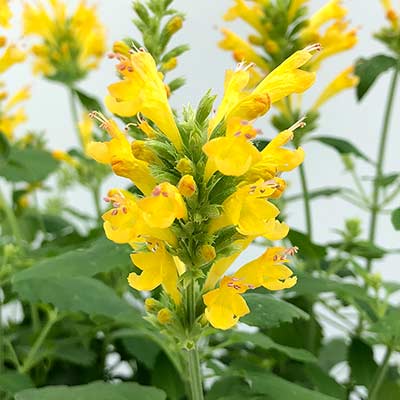 Agastache POQUITO® 'Butter Yellow'