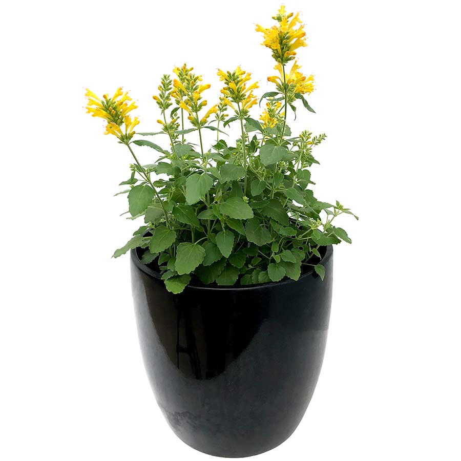 Agastache POQUITO™ 'Butter Yellow'