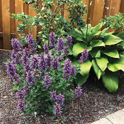 Agastache POQUITO® 'Dark Blue'