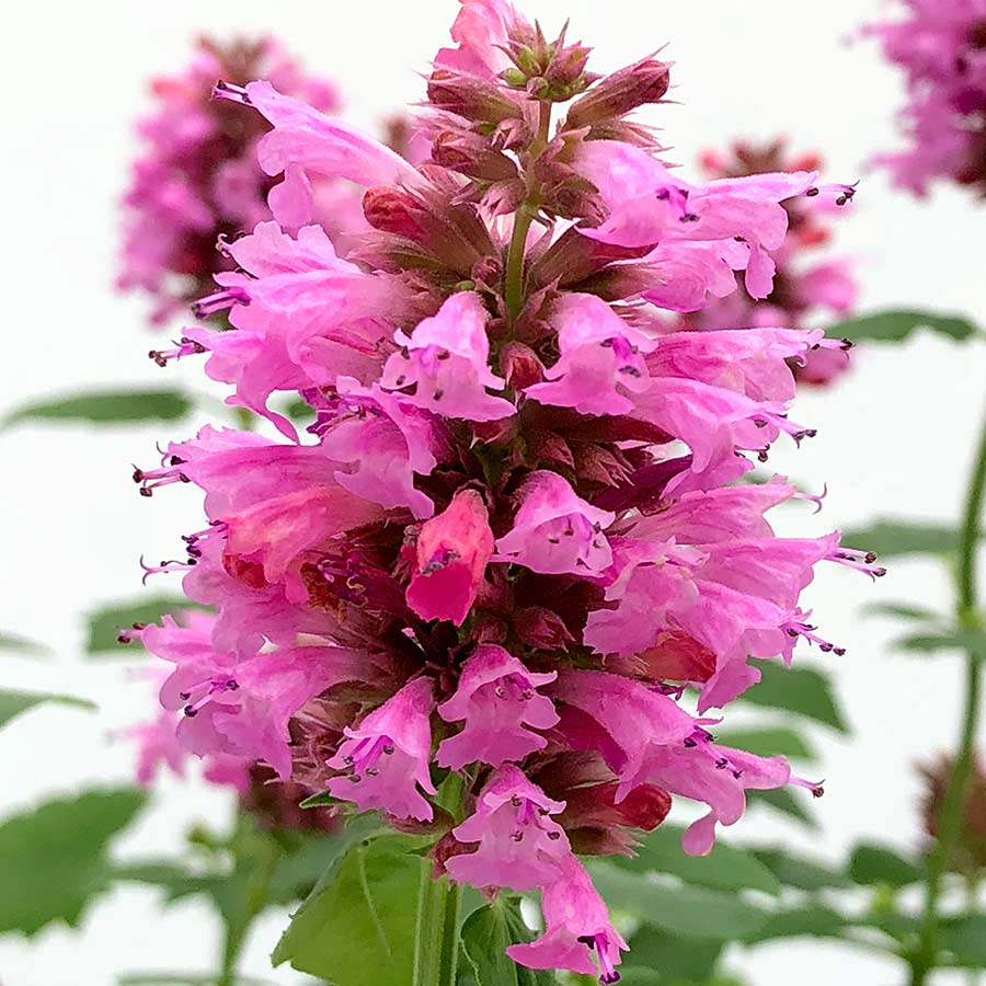 Agastache POQUITO® 'Lavender'